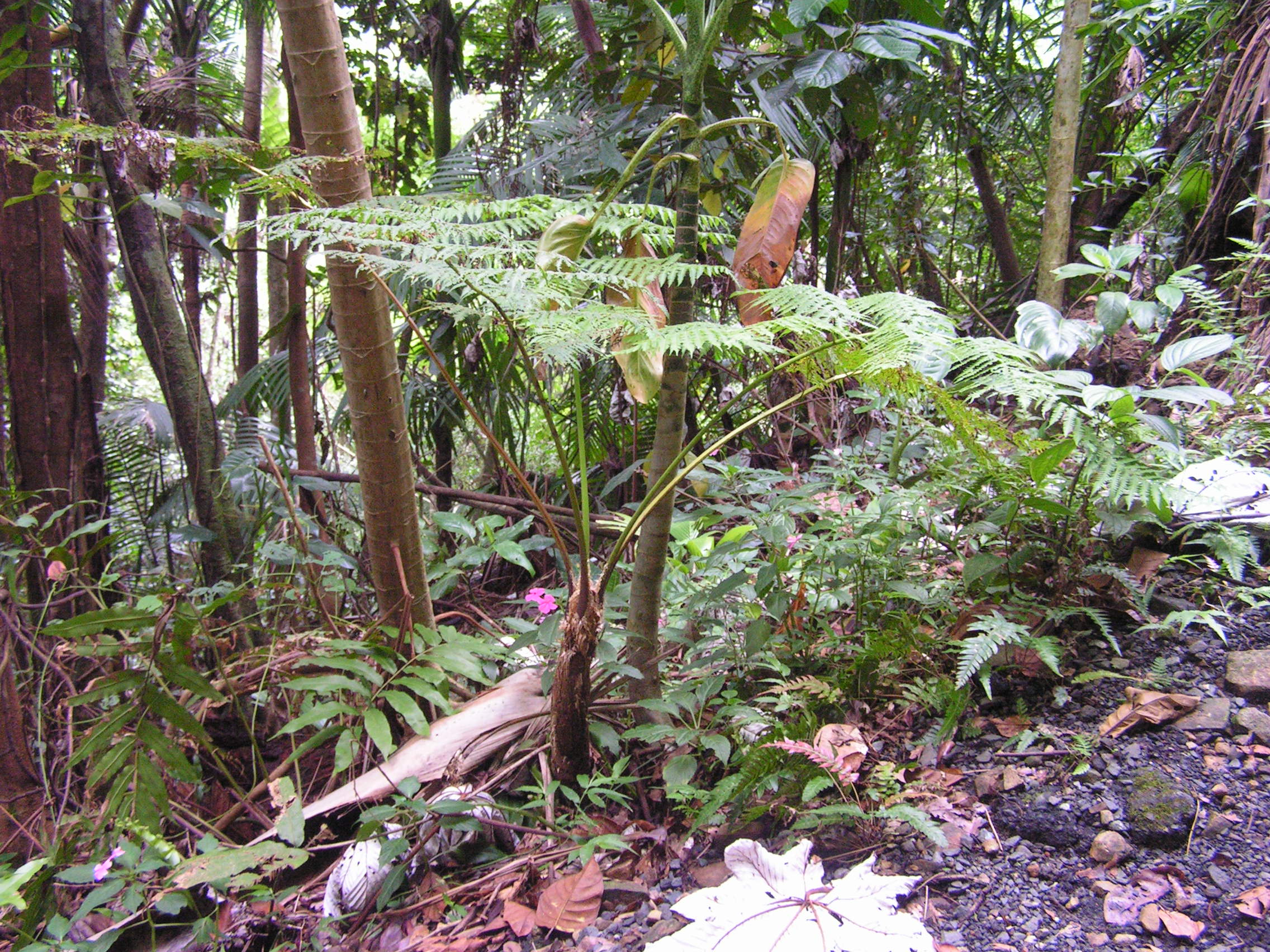 ./2005/Puerto Rico/Part 1/PICT0189.JPG